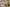 TPE Sex Doll 166cm Scarlet Elf