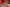 Doll Castle Sex Doll Rouge