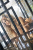 Leopard Girl Mia 140cm TPE Material Sex Doll