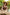 Starpery Sexpuppe Dandan