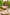 Starpery Sexpuppe Dandan