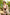 Starpery Sexpuppe Dandan