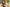 Starpery Sexpuppe Dandan